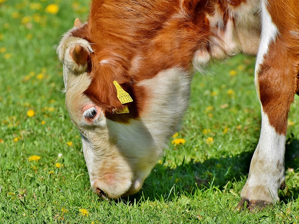 Domande di contributo L.P. 4 per l’alpeggio di giovane bestiame 2024