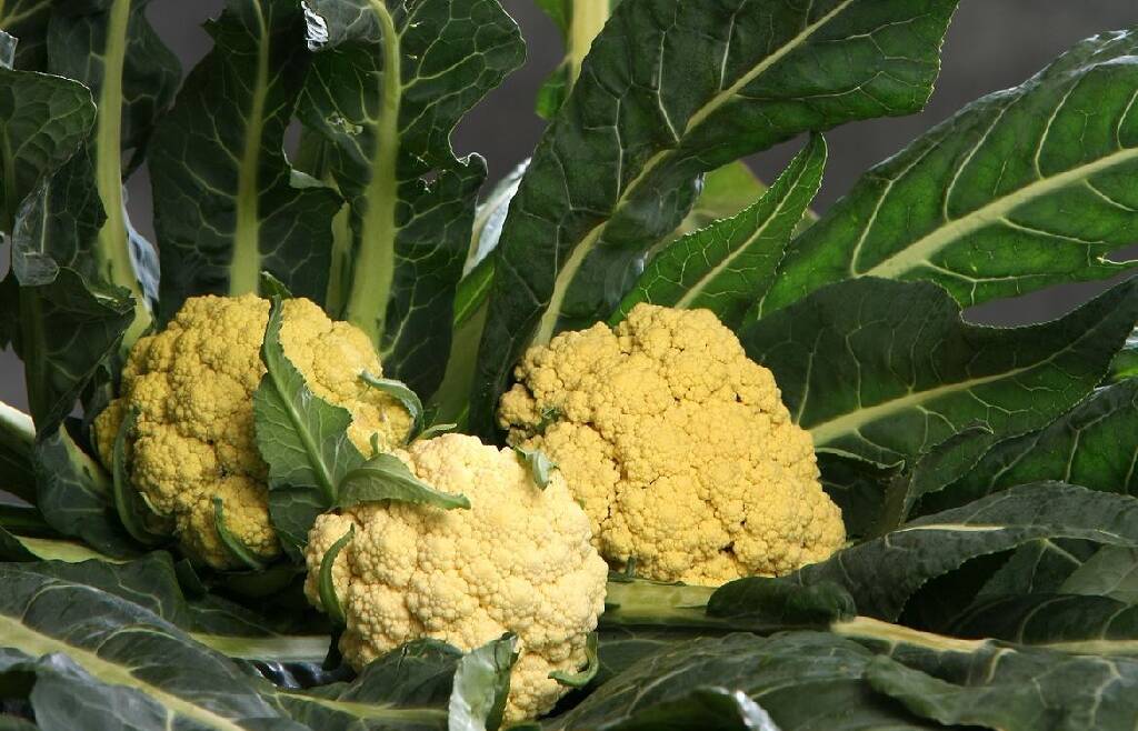 FEM corso di formazione per agricoltori e allevatori custodi della biodiversità