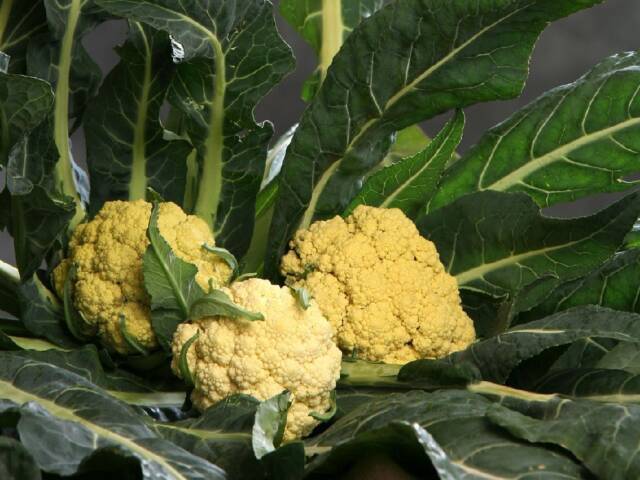 FEM corso di formazione per agricoltori e allevatori custodi della biodiversità