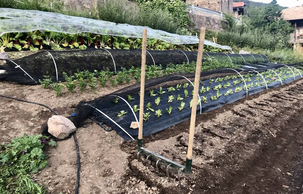CORSO MARKET GARDENING (BIO-INTENSIVO)