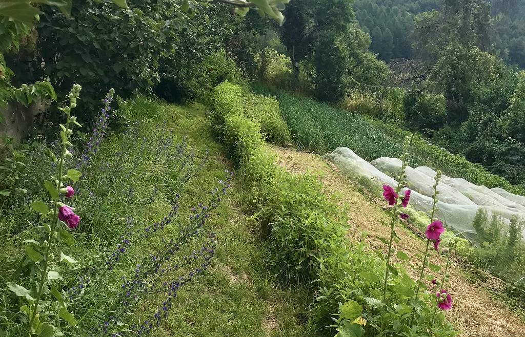 CORSO PRATICHE DI AGRICOLTURA NATURALE PER AZIENDE AGRICOLE