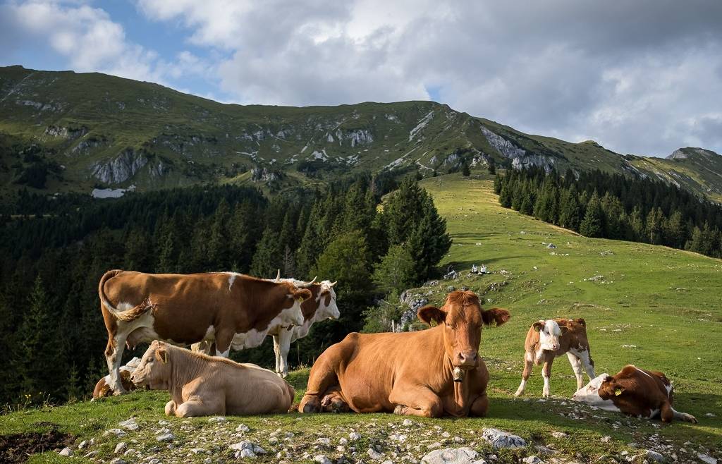 Fondo per la Sovranità Alimentare – Filiera carni bovine linea “vacca-vitello” e SQNZ 2024
