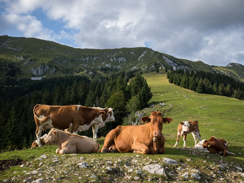 Fondo per la Sovranità Alimentare – Filiera carni bovine linea “vacca-vitello” e SQNZ 2024