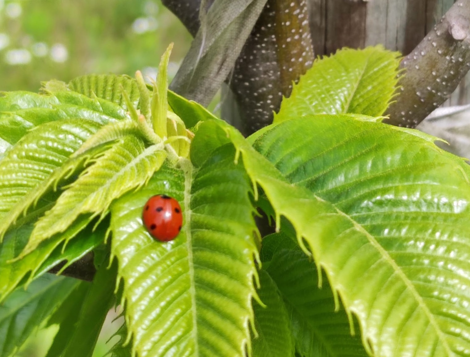 LA CASTANICOLTURA NEL TENNESE: CORSO TEORICO – PRATICO