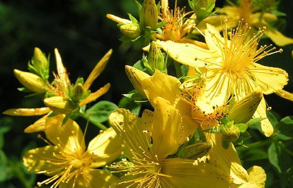 Corso di qualificazione professionale per il rilascio dell’autorizzazione a raccogliere specie officinali spontanee