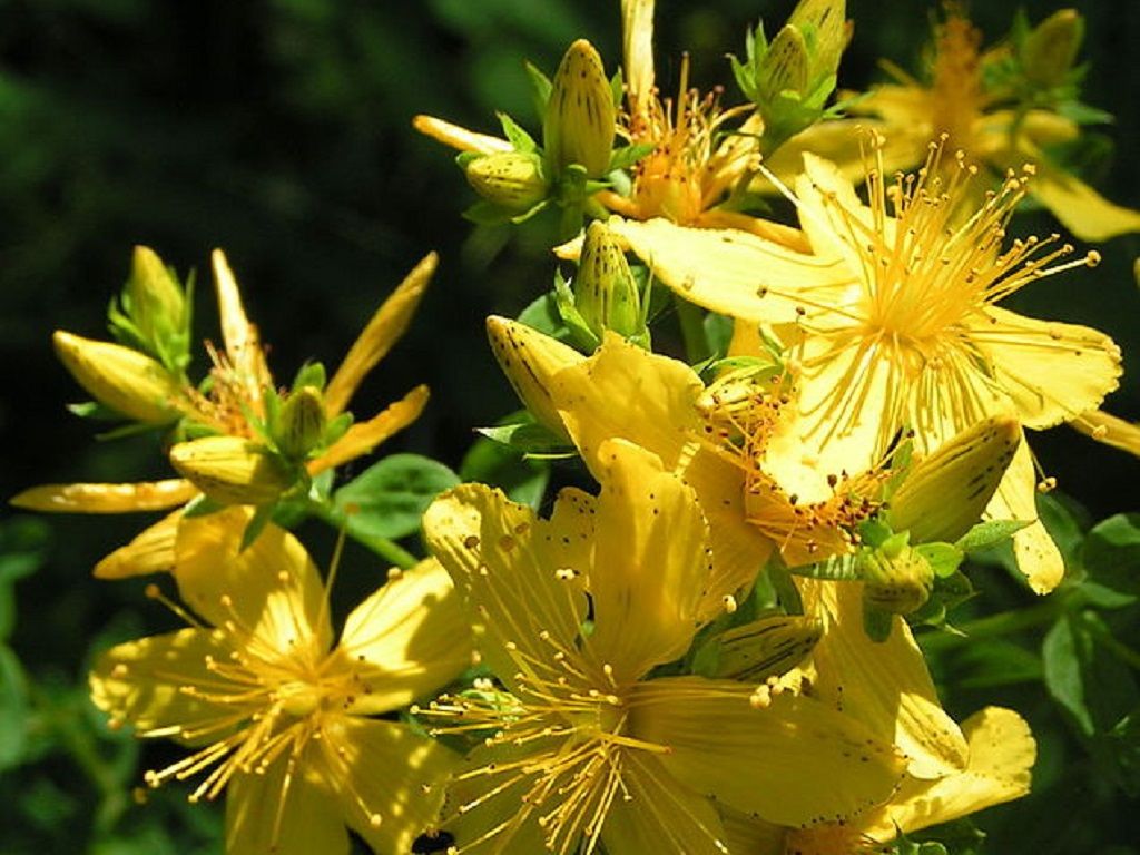 Corso di qualificazione professionale per il rilascio dell’autorizzazione a raccogliere specie officinali spontanee