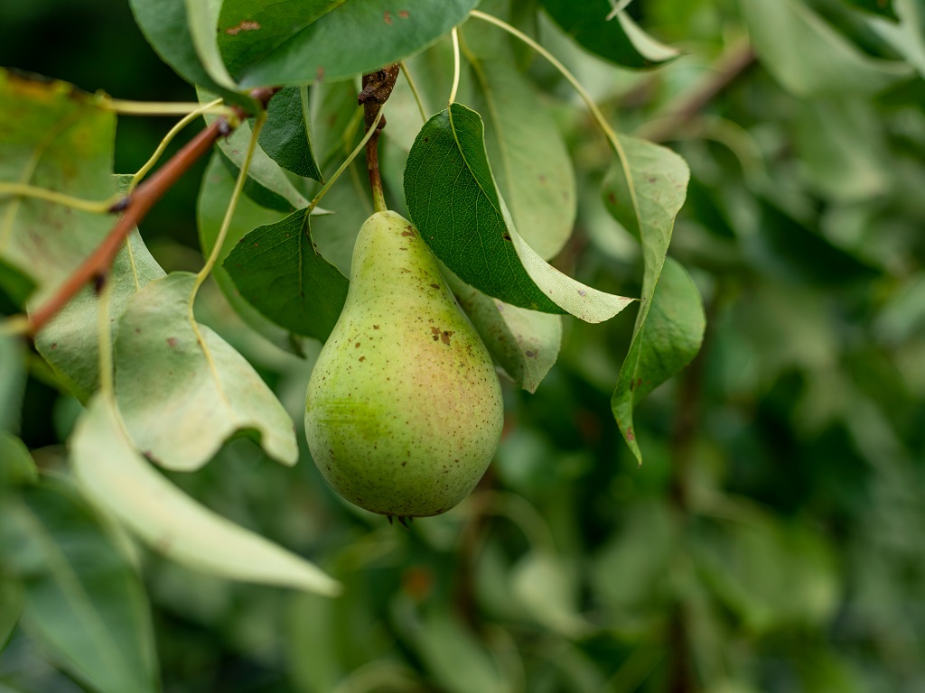 Fondo per il sostegno alla filiera frutticola della pera per l’anno 2024