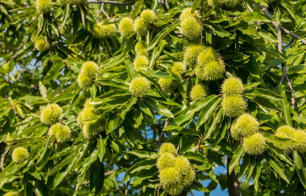 I^ GIORNATA CASTANICOLA TRENTINA