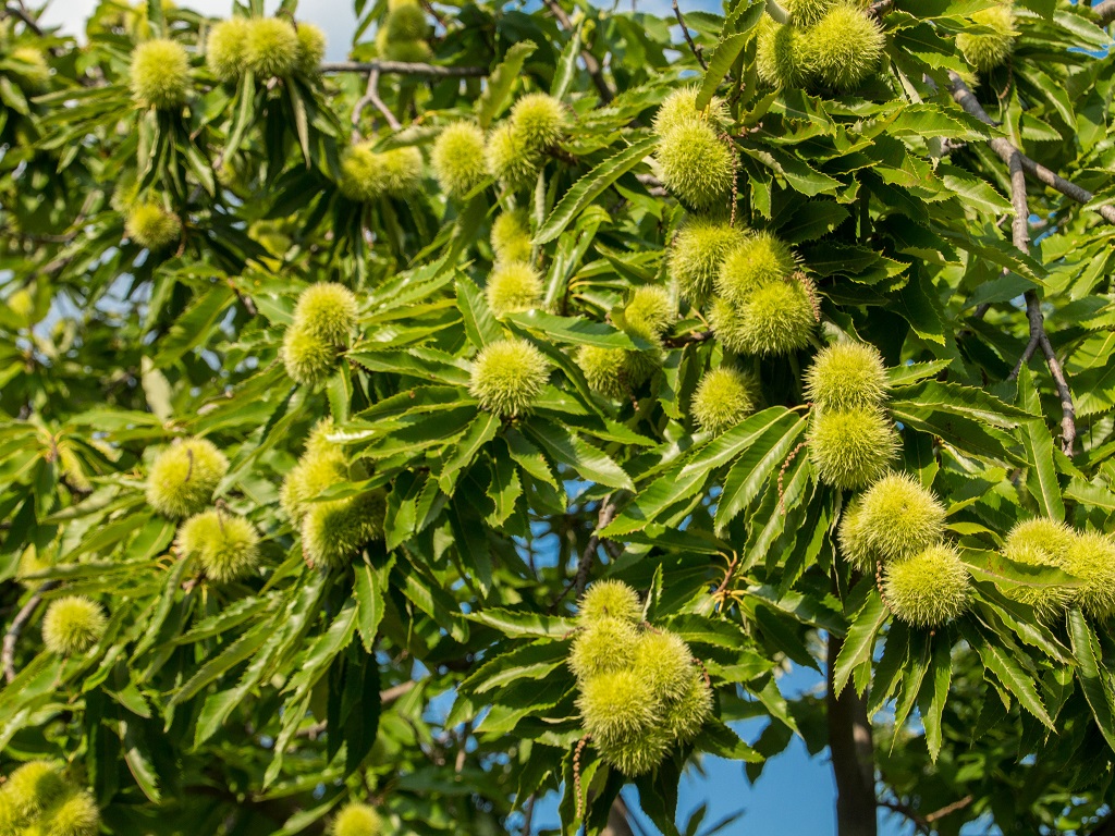 I^ GIORNATA CASTANICOLA TRENTINA