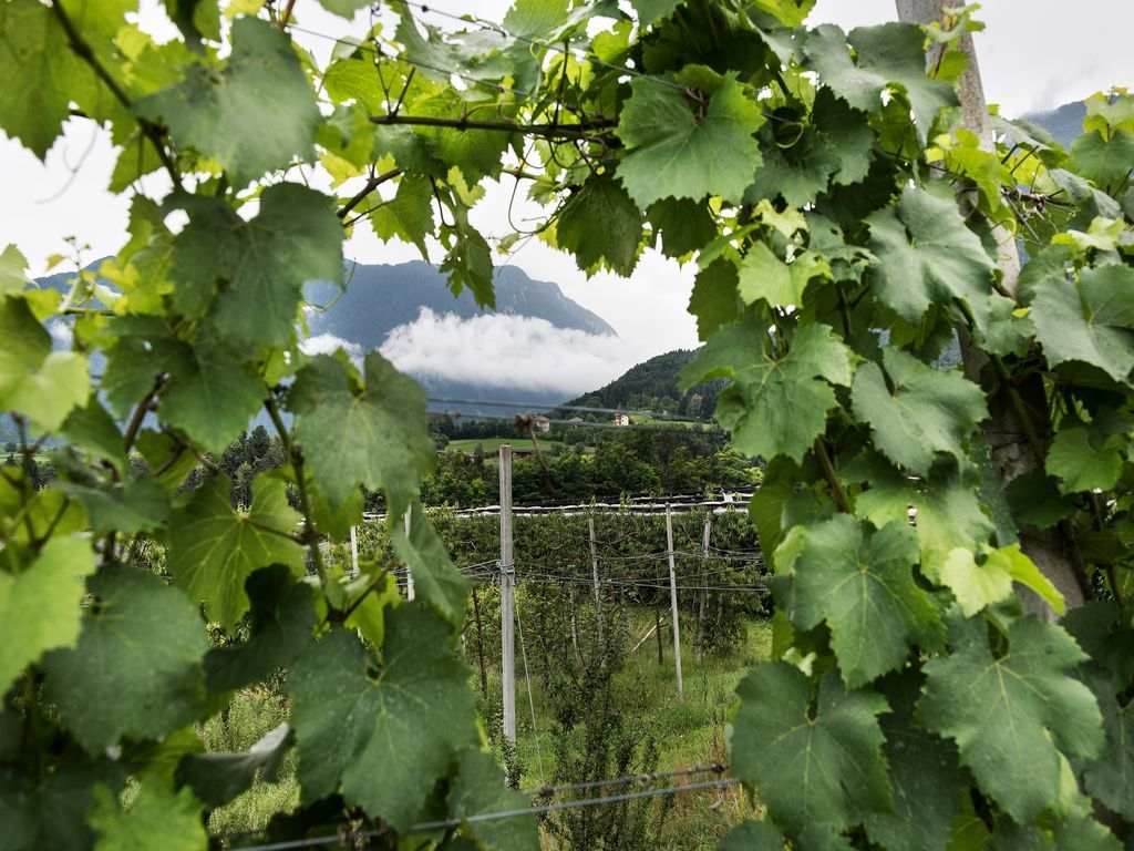 Agevolazione per le produzioni vegetali – Ristrutturazione e riconversione vigneti, campagna 2024-2025