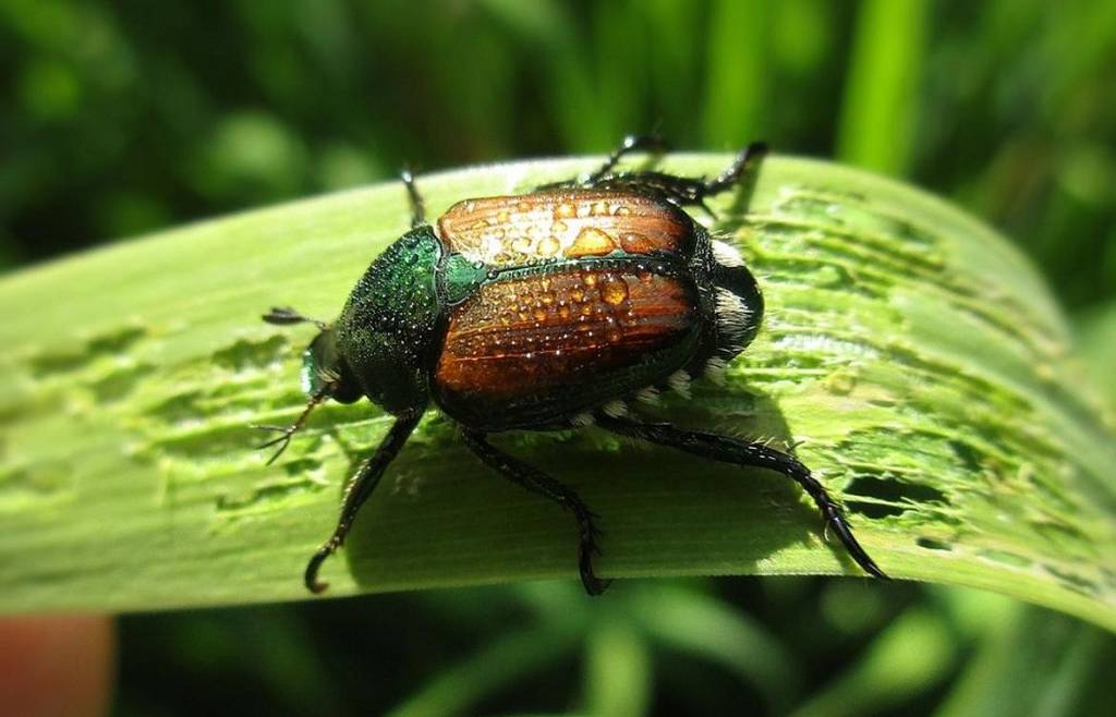 Popillia japonica o scarabeo giapponese – prevenzione