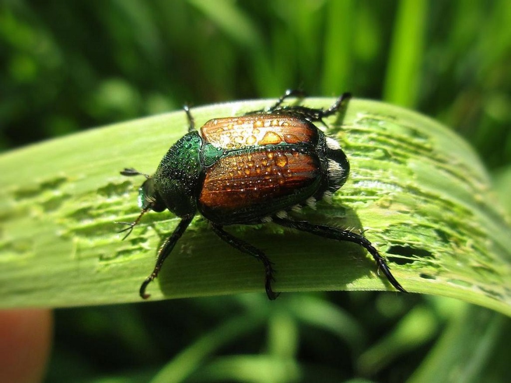 Popillia japonica o scarabeo giapponese – prevenzione