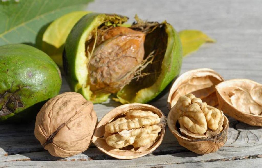 Fondo filiera frutta a guscio