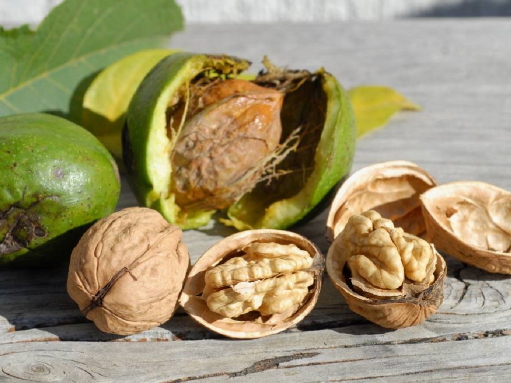 Fondo filiera frutta a guscio