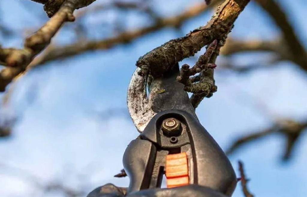CORSO POTATURA DEGLI ALBERI DA FRUTTO