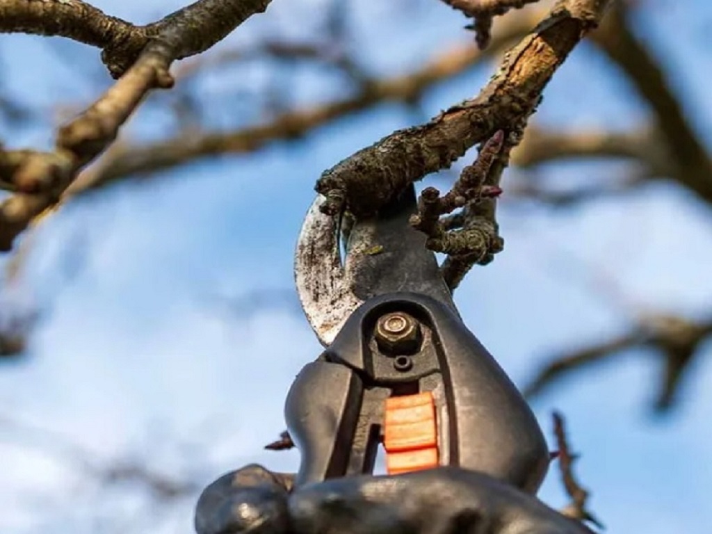 CORSO POTATURA DEGLI ALBERI DA FRUTTO