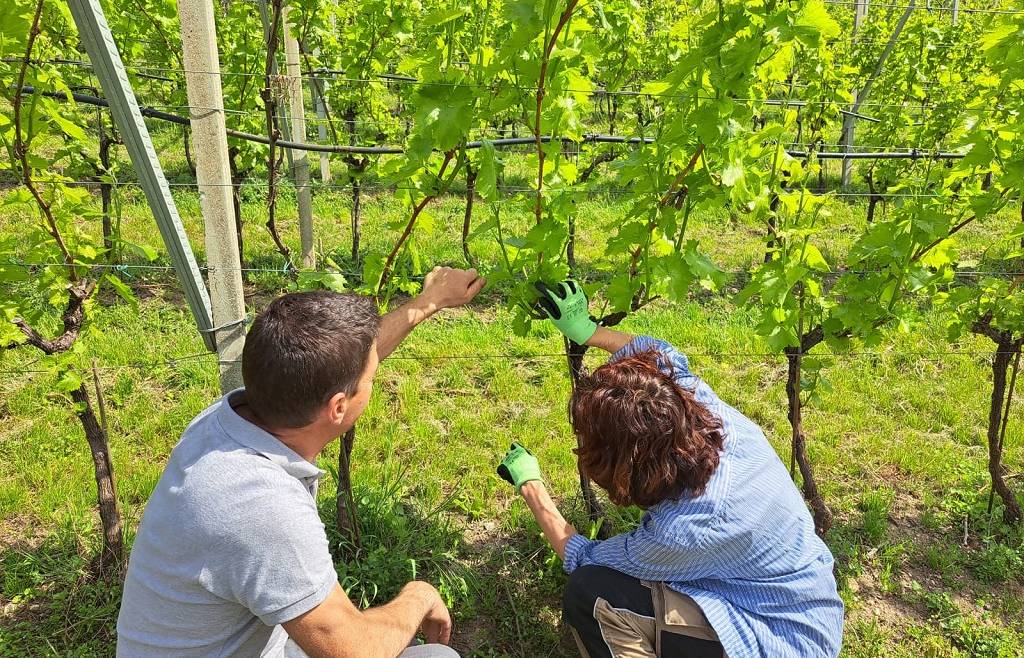 POTATURA RAMIFICATA DELLA VITE E GESTIONE A VERDE