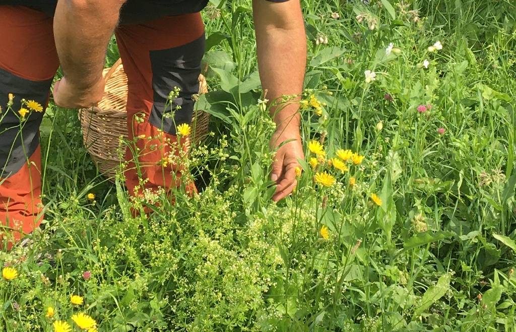 Corso di qualificazione professionale per il rilascio dell’autorizzazione a raccogliere specie officinali spontanee