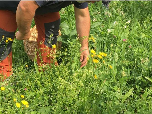 Corso di qualificazione professionale per il rilascio dell’autorizzazione a raccogliere specie officinali spontanee