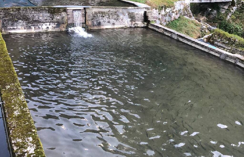 Bando di contributi per investimenti nell’attività di acquacoltura