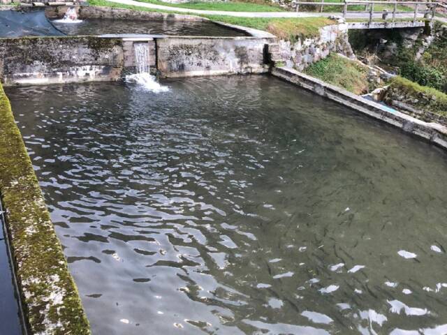 Bando di contributi per investimenti nell’attività di acquacoltura