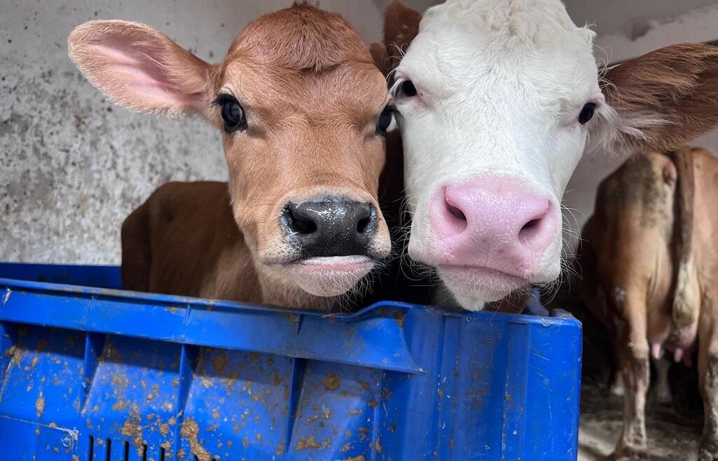 BENESSERE ANIMALE: FORMAZIONE OBBLIGATORIA