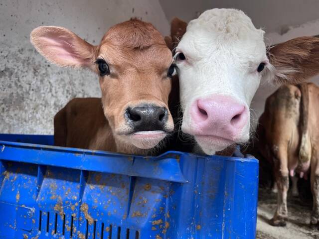 BENESSERE ANIMALE: FORMAZIONE OBBLIGATORIA