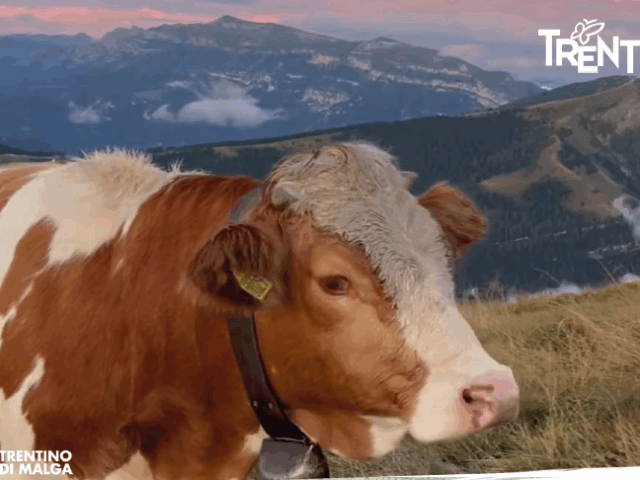 Rassegna-concorso formaggi di malga della Valsugana