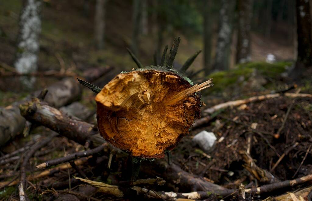 COMMERCIO DI LEGNO: COSA SAPERE PER ESSERE IN REGOLA