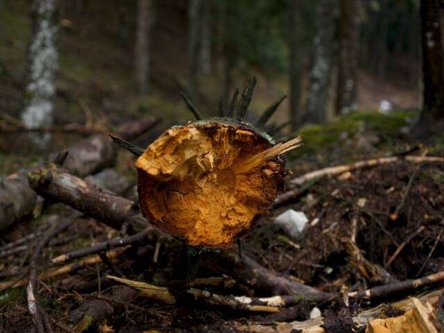 COMMERCIO DI LEGNO: COSA SAPERE PER ESSERE IN REGOLA