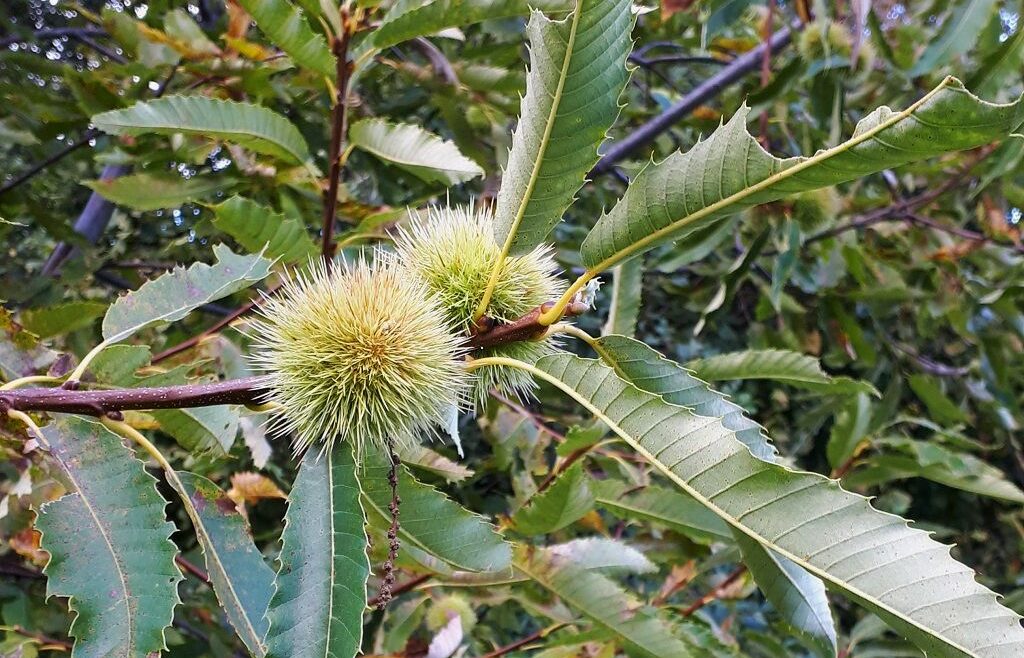 LA CASTANICOLTURA DELL’ALTO GARDA: CORSO TEORICO – PRATICO