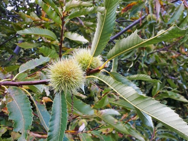 LA CASTANICOLTURA DELL’ALTO GARDA: CORSO TEORICO – PRATICO