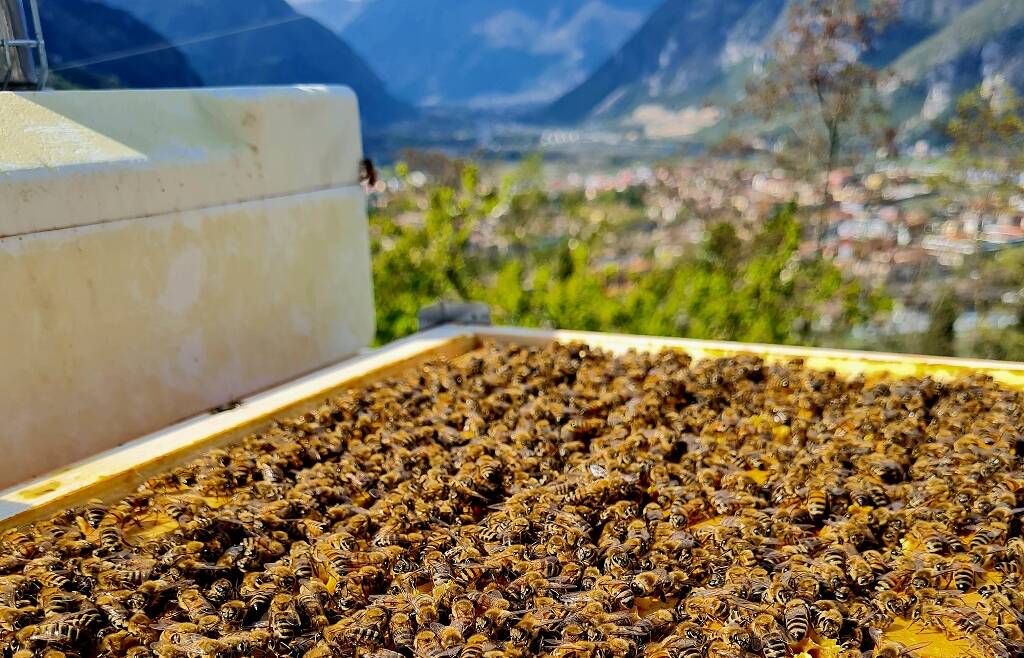 Nasce la prima polizza digitale per la tutela delle api