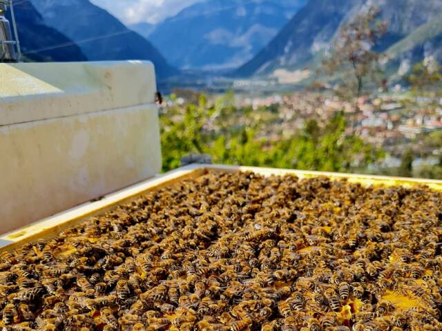 Nasce la prima polizza digitale per la tutela delle api