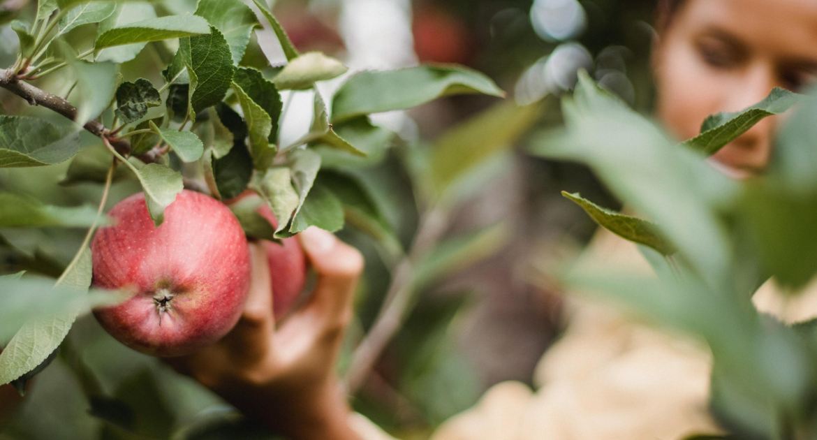Seminario scambio di manodopera con le società agricole e ganzega nuove opportunità e regole