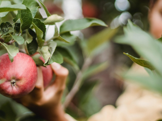 Seminario scambio di manodopera con le società agricole e ganzega nuove opportunità e regole