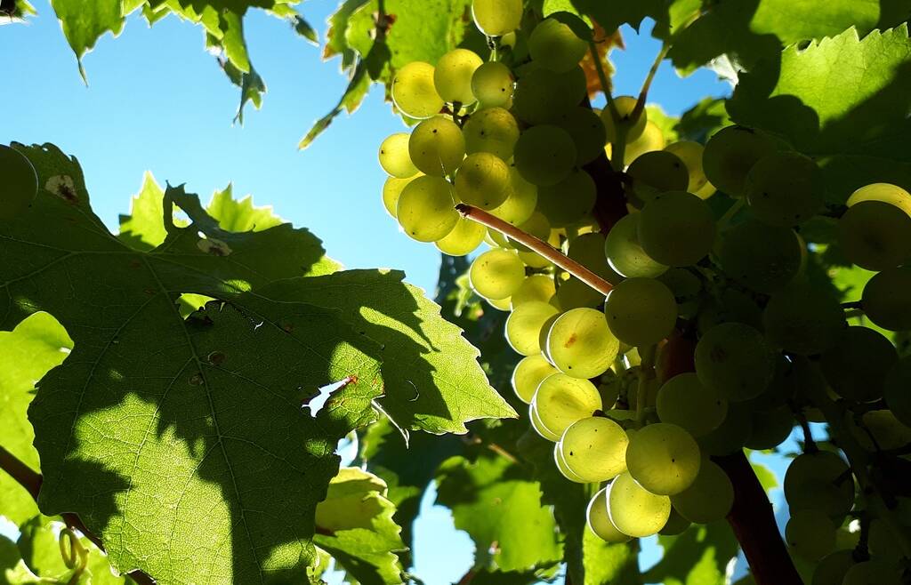 Viticoltura: contributi fino all’80% per investimenti sostenibili nei vigneti