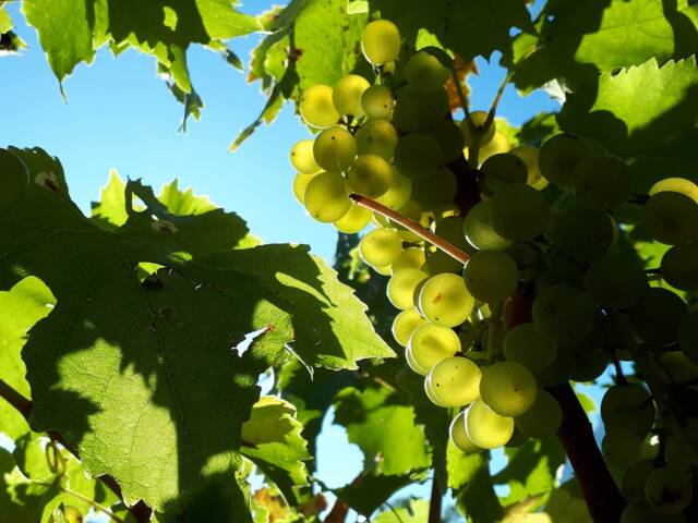 Viticoltura: contributi fino all’80% per investimenti sostenibili nei vigneti